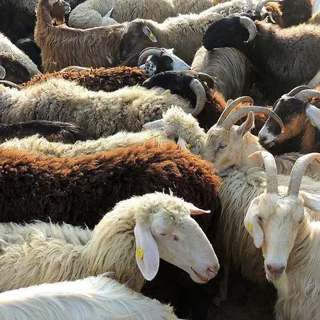 Lean Séjour à la ferme